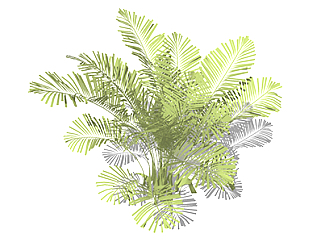 散尾葵灌木sketchup素材，景观绿植草图大师模型下载