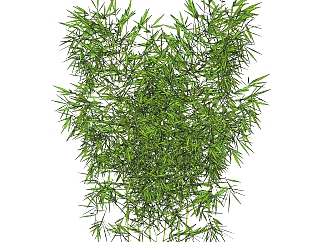翠竹sketchup模型，现代常绿植物skp文件下载