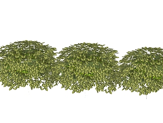 龟甲<em>冬青</em>灌木丛sketchup模型，常绿灌木skp文件下载