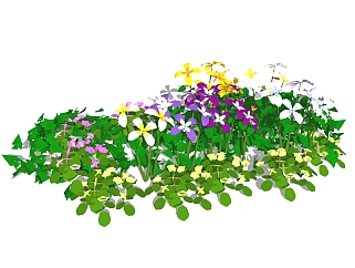 铁线莲花草植物skb模型分享，植物花草图大师模型免费下载