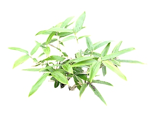 箬竹su模型免费下载，草图大师植物草模型分享