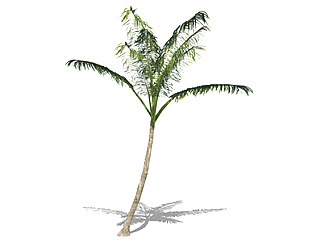 棕榈<em>树乔木</em>sketchup素材，景观绿植草图大师模型下载