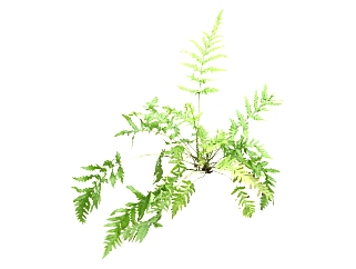 蕨植物<em>草草</em>图大师模型，sketchup植物草模型下载