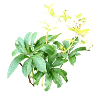 薄荷草图大师模型，sketchup植物草模型下载
