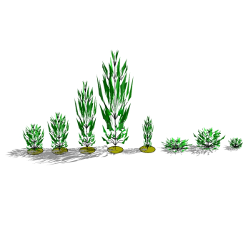 迷迭香景观树草图大师模型，植物树sketchup模型下载