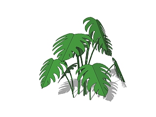 现代龟背叶灌木skb模型分享，灌木植物草图大师模型下载