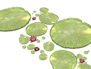 王莲绿植sketchup模型，现代<em>花卉植物</em>skp文件下载