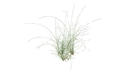 灯心草植物草图大师模型，sketchup灯心草模型下载