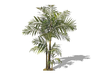 现代椰子树su模型下载、椰子树草图大师模型下载