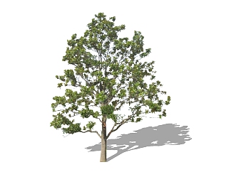 广<em>玉兰</em>景观树免费su模型下载、景观树草图大师模型下载