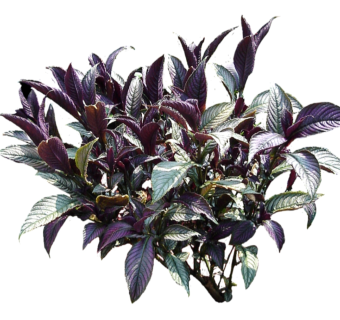 红背耳叶马蓝草图大师模型，sketchup植物草模型下载