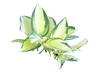 玉簪<em>2</em>d植物草su模型下载，sketchup植物玉簪模型分享