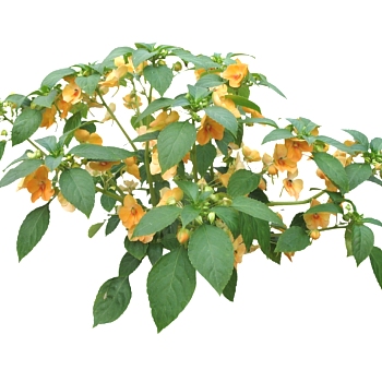 鸟尾<em>花草</em>图大师<em>模型</em>，植物花sketchup<em>模型</em>下载