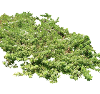 薄雪万年草su模型免费下载，草图大师植物草模型分享