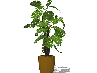 龟背<em>竹</em>盆栽植物su模型，园艺花草sketchup模型下载