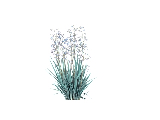 <em>山</em>菅兰地被植物sketchup模型下载，植物 skp文件免费...