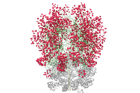 凤凰木乔木sketchup素材，景观绿植草图大师模型下载