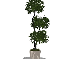 枫树盆栽植物su模型，<em>园艺</em>花草sketchup模型下载
