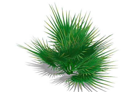 蒲葵植物su模型，绿植灌木草图大师模型下载