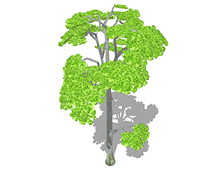 八角枫乔木草图大师模型，景观绿植sketchup素材下载