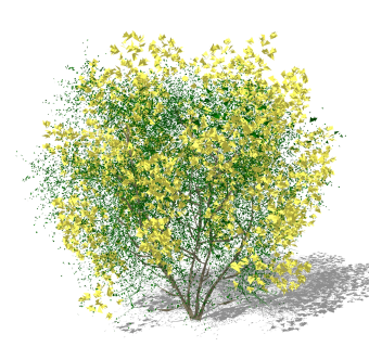 黄钟木灌木丛su模型，常绿灌木草图大师模型下载