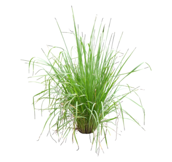 香根草su模型免费下载，草图大师植物香根草模型分享