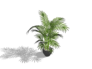散尾葵植物盆栽免费su模型下载，植物散尾葵盆栽草图大师模型