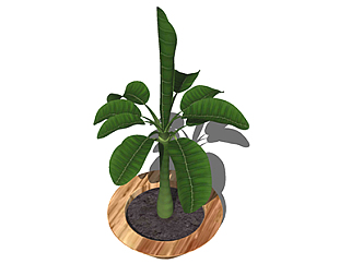 <em>芭蕉盆栽</em>草图大师模型，手绘绿植sketchup模型下载