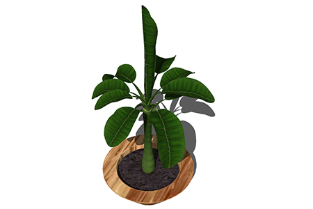 芭蕉盆栽草图大师模型，手绘绿植sketchup模型下载