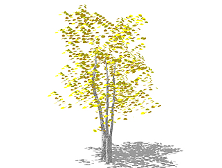 黄栌乔木草图大师模型，景观绿植sketchup素材下载
