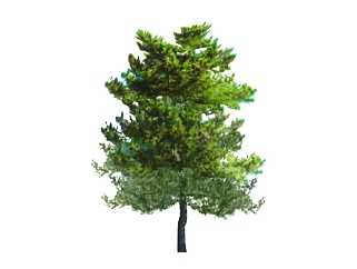 长白松<em>景观树</em>免费su模型下载、<em>景观树</em>草图大师模型下载