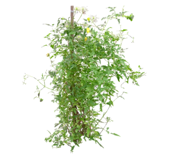 常春藤su模型免费下载，草图大师植物草模型分享