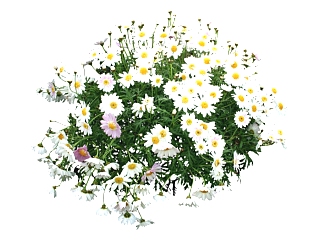 雏菊su模型免费下载，草图大师植物花模型分享