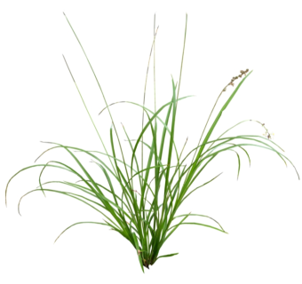蕙兰su模型免费下载，草图大师植物草模型分享