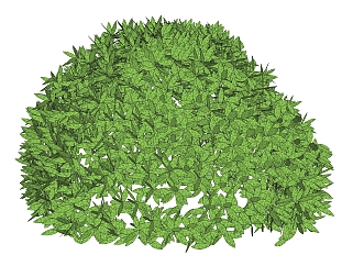 珊瑚<em>树</em>灌木丛sketchup模型，常绿灌木skp文件下载