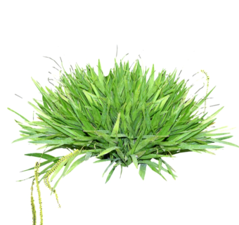 洋车前子su模型免费下载，草图大师植物草模型分享
