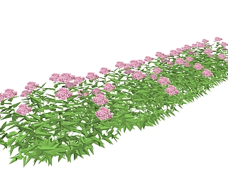 绣线菊灌木丛sketchup模型，常绿灌木skp文件下载