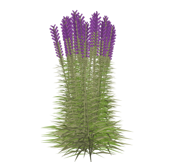 薰衣草sketchup模型，现代花卉植物skp文件下载