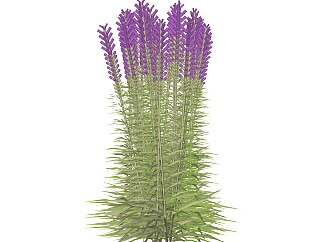 薰衣草sketchup模型，现代花卉植物skp文件下载