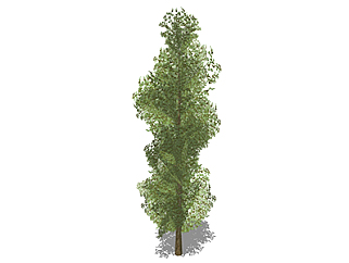 白杨乔木草图大师模型，景观绿植sketchup素材下载