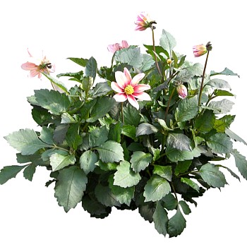 现代植物大丽花su模型下载，大丽花sketchup模型分享