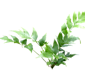 贯众su模型免费下载，草图大师植物草模型分享