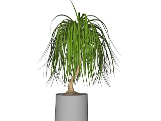 龙血<em>树</em>盆栽植物su模型，园艺花草sketchup模型下载