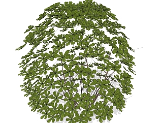 鸭脚木绿植sketchup模型，<em>现代花卉</em>植物skp文件下载