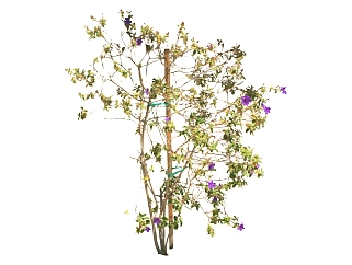 现代植物野牡丹su模型下载，野牡丹草图大师模型分享