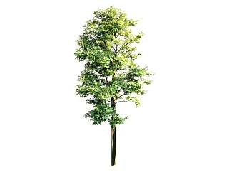 <em>现代景观树</em>免费su模型下载、景观树草图大师模型下载