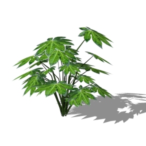 八角金盘植物草图大师模型，地被植物sketchup模型下载