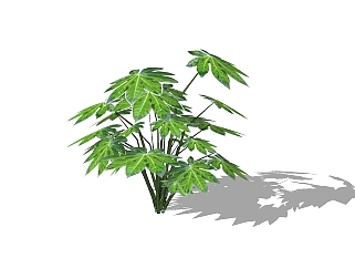 <em>八角</em>金盘植物草图大师模型，地被植物sketchup模型下载