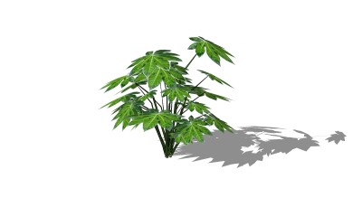 八角金盘植物草图大师模型，地被植物sketchup模型下载