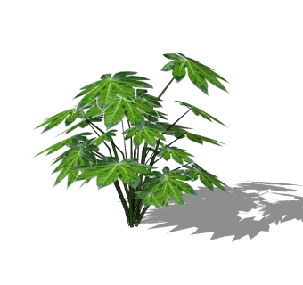 八角金盘植物草图大师模型，地被植物sketchup模型下载